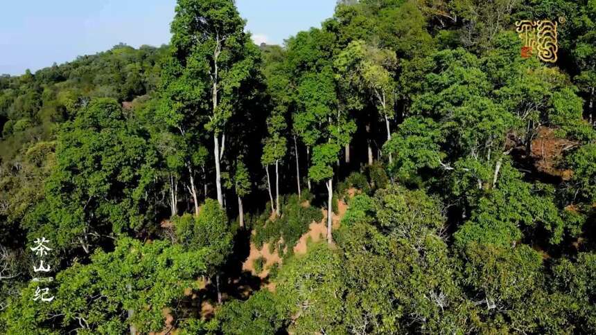 今大福｜茶山纪第一期生命之茶在这里孕育山川湖海，在这里蕴藏