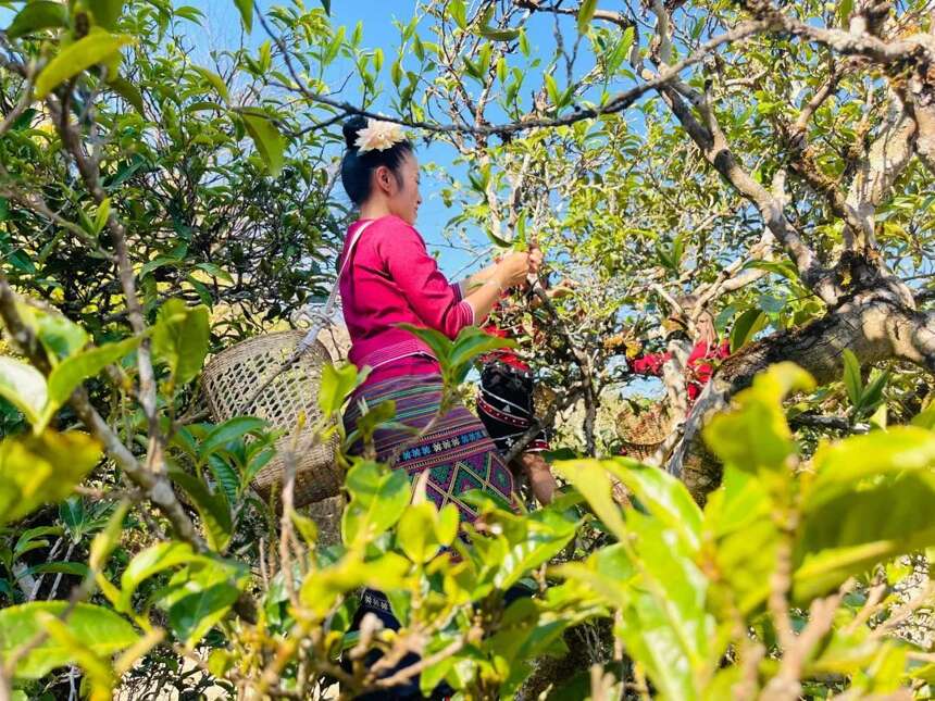 新品八角亭2022年冰岛云垦茶业集团首款勐库冰岛古乔木茶隆重上市