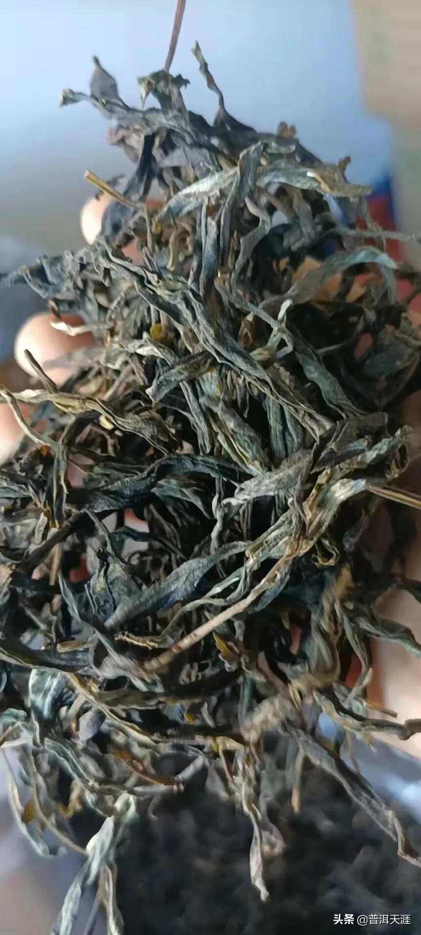 存新茶喝老茶这个说法对不对