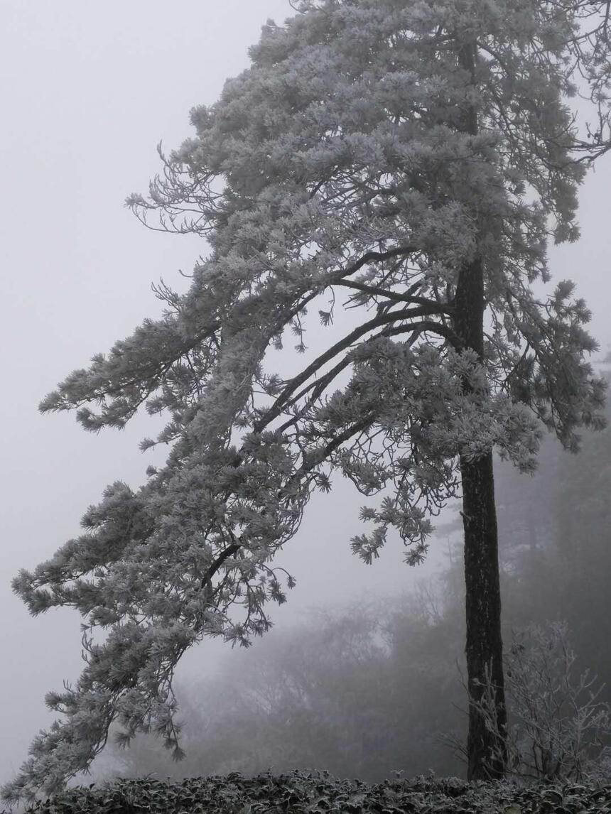 一下雪，你就换了一个更温暖的名字……