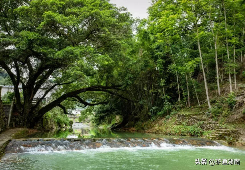 这个地方，用茶来诠释“幸福”与“安宁”