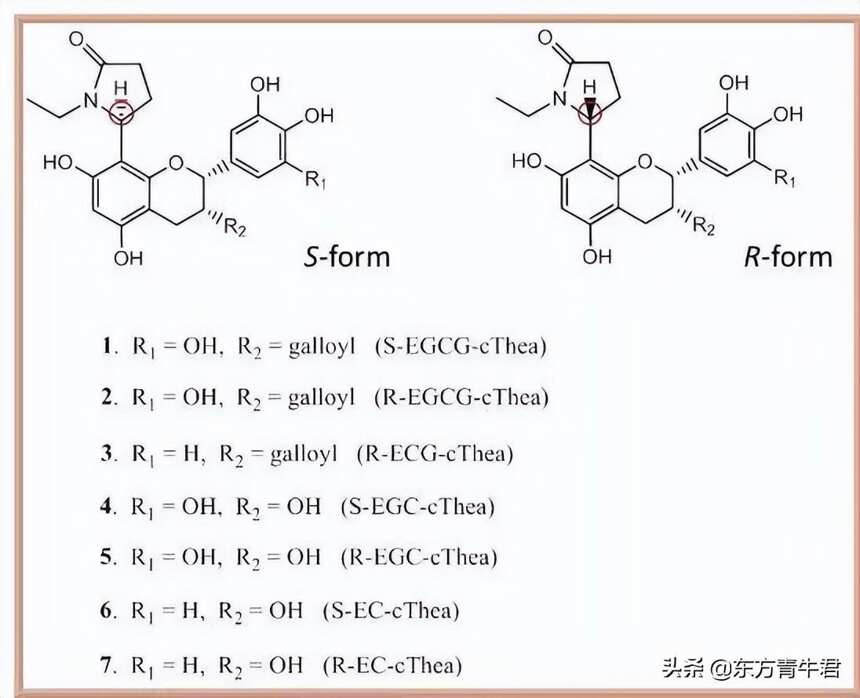 正说白茶：老白茶到底有什么好？七年宝是真的吗？