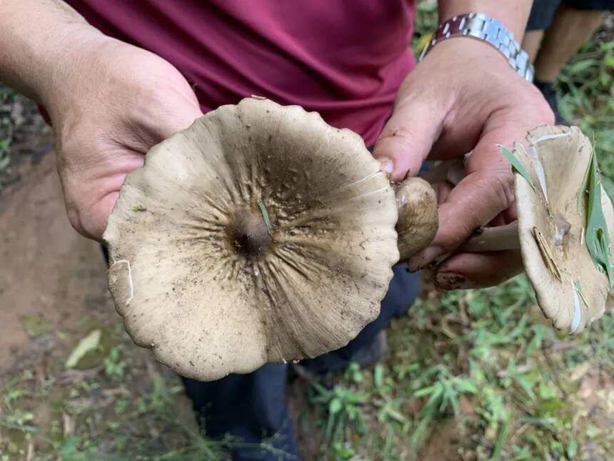 《老徐谈茶》288期：老徐带你探寻长在原始森林中的高杆古茶树