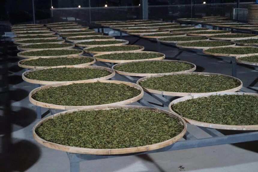 以润茶识 | 普洱茶中纯料、拼配、单株、混采，分别指的什么？