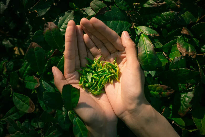 春、夏、秋、冬每个季节采的茶都有不同的特点，哪种更适合你？