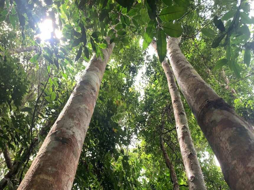 《老徐谈茶》288期：老徐带你探寻长在原始森林中的高杆古茶树