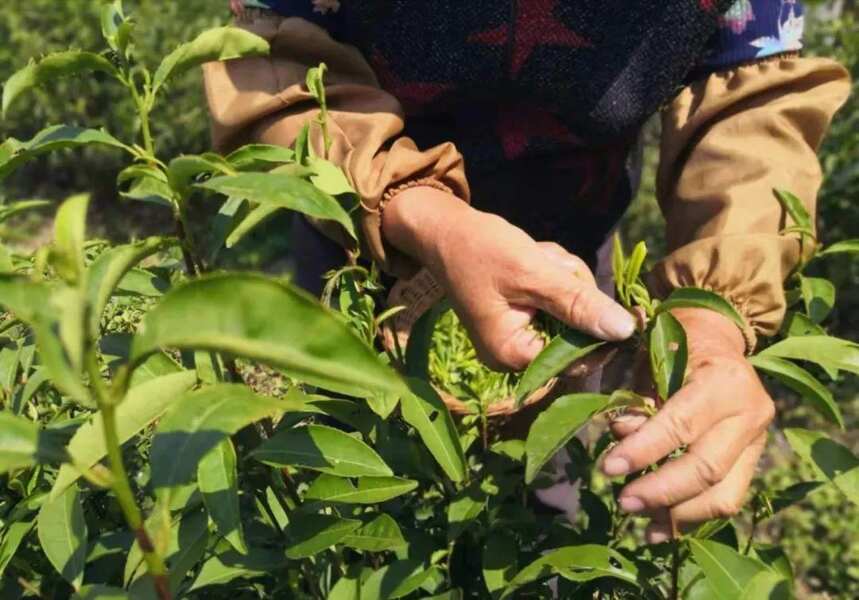 十大名茶之一，安溪铁观音茶文化系统遗产的九大价值，你知道吗？