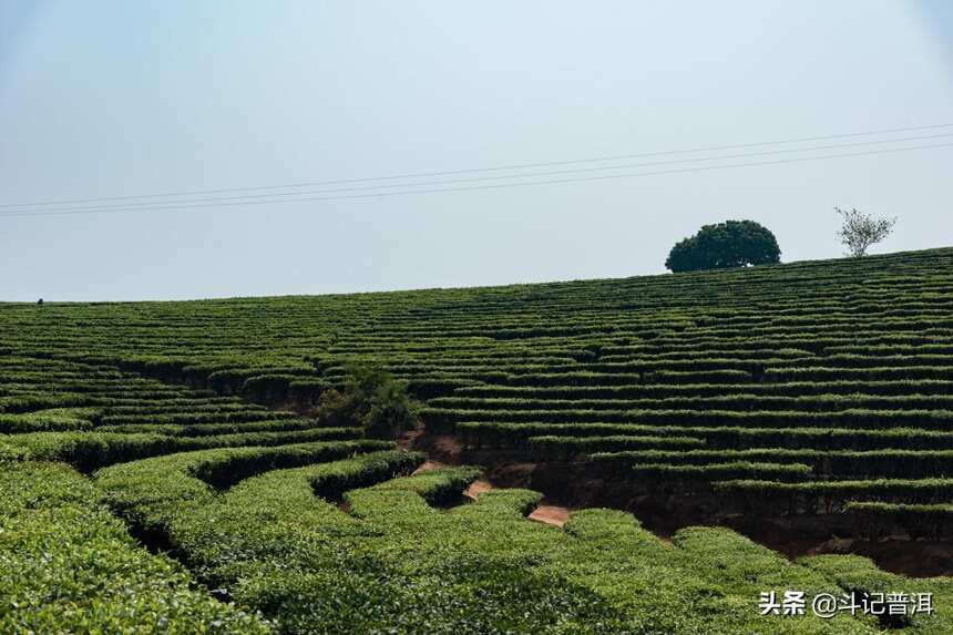 揭秘：斗记普洱茶原材选用标准