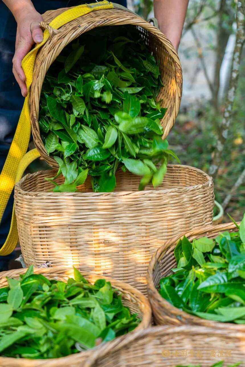 寻茶季 | 勐库大叶种茶之始祖——冰岛正山春古茶开采啦