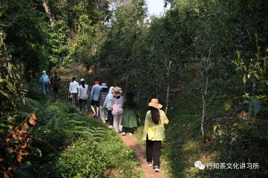 马哲峰：革登山茶农唐旺春的故事