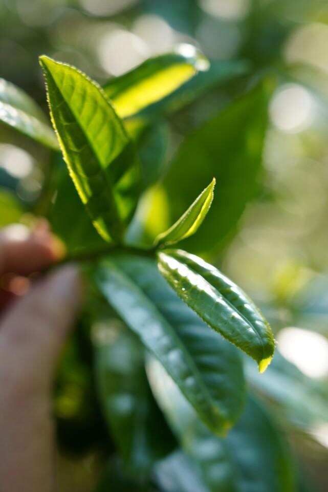 “云南十大名茶”榜单发布，它凭什么蝉联三甲？