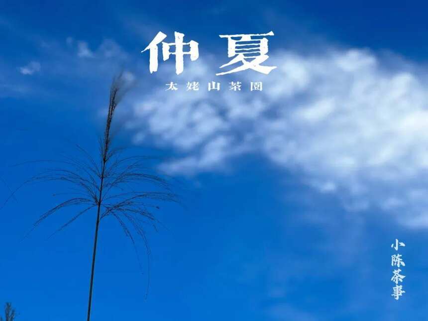 大暑后的第五天，我们顶着烈日去了太姥山，与久违的茶树来个拥抱