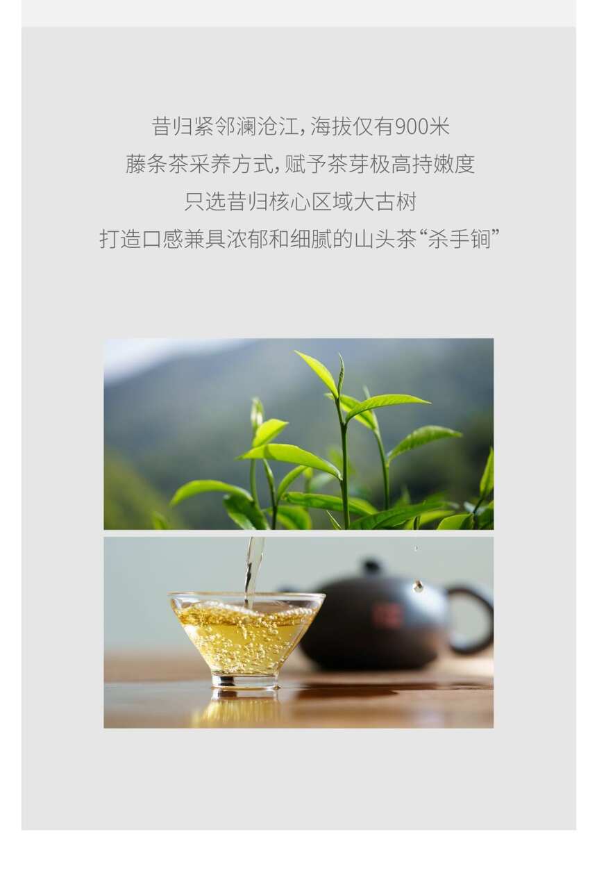 系列｜吉普号8系，普洱生茶山头之巅