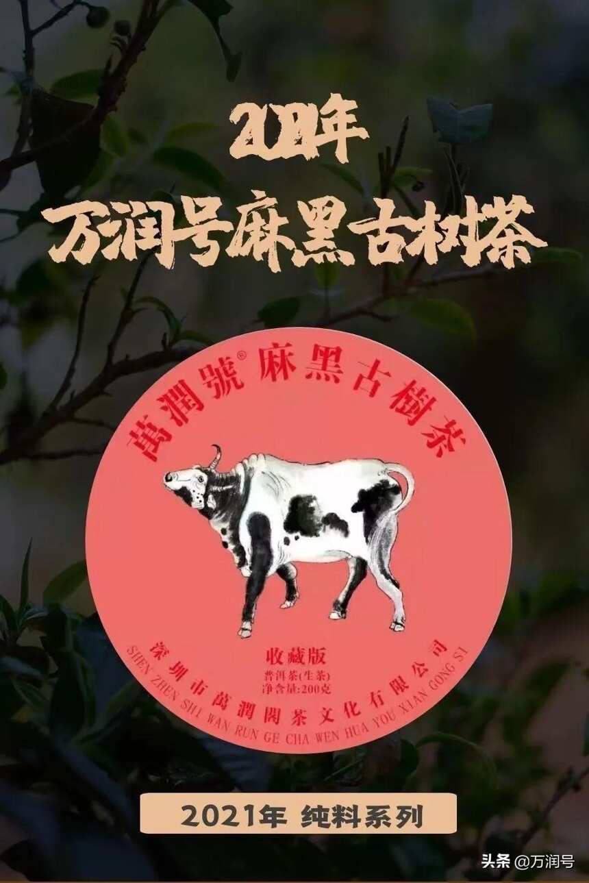 茶品｜2021年易武麻黑古树茶