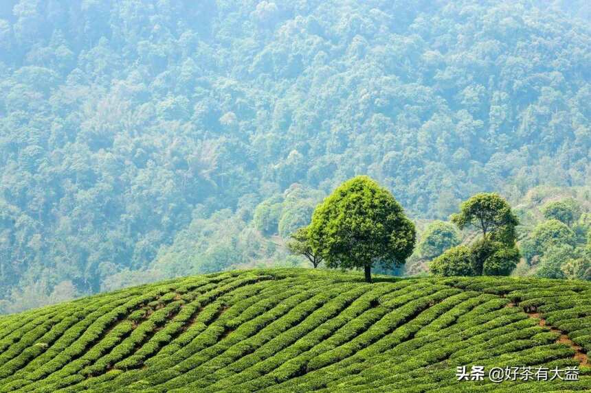 选购普洱茶避坑指南，这3个关键词须牢记