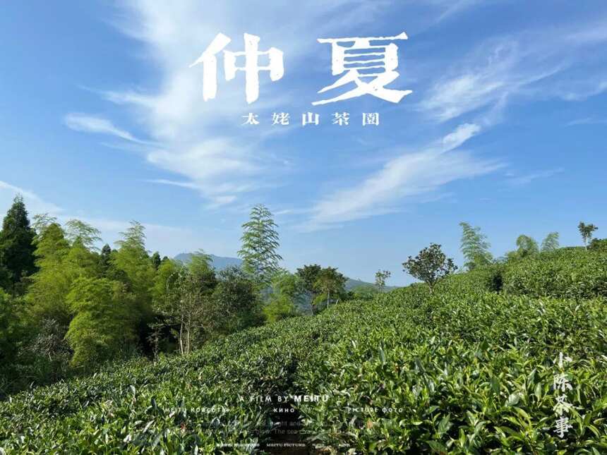 大暑后的第五天，我们顶着烈日去了太姥山，与久违的茶树来个拥抱