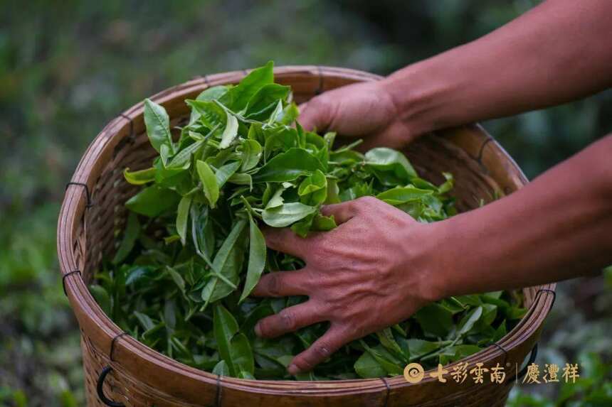 寻茶季 | 普洱茶王——老班章正山春古茶开采啦