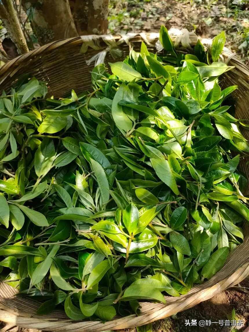 变异紫芽茶古树茶