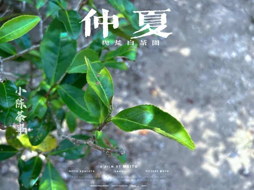 大暑后的第五天，我们顶着烈日去了太姥山，与久违的茶树来个拥抱