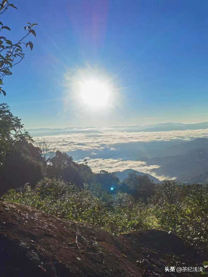 野生茶，荒野茶，野放茶，究竟什么关系？