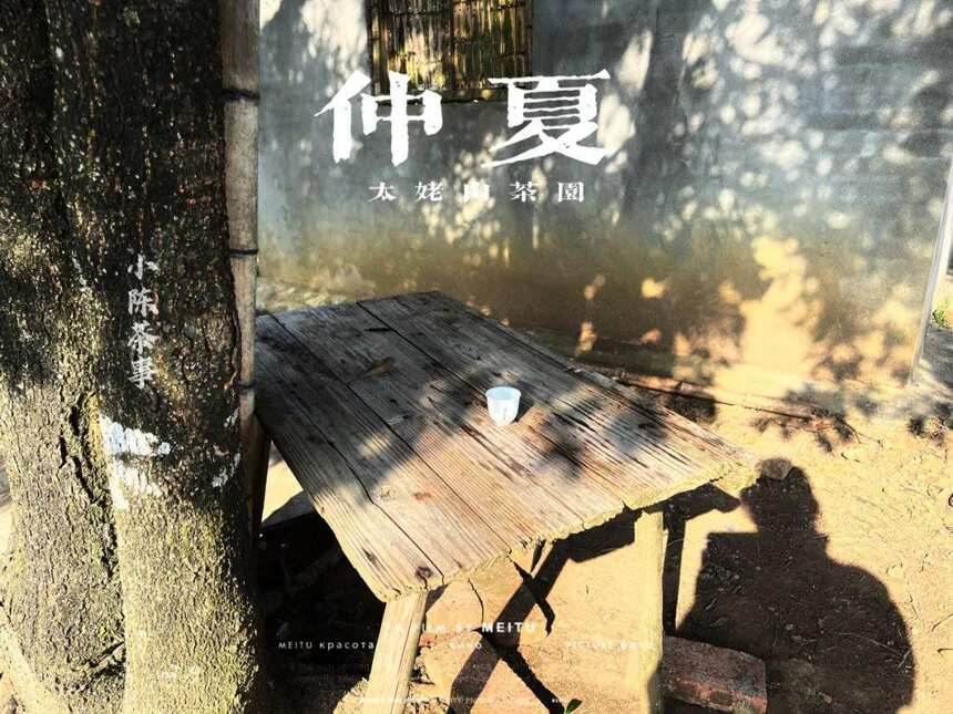 大暑后的第五天，我们顶着烈日去了太姥山，与久违的茶树来个拥抱