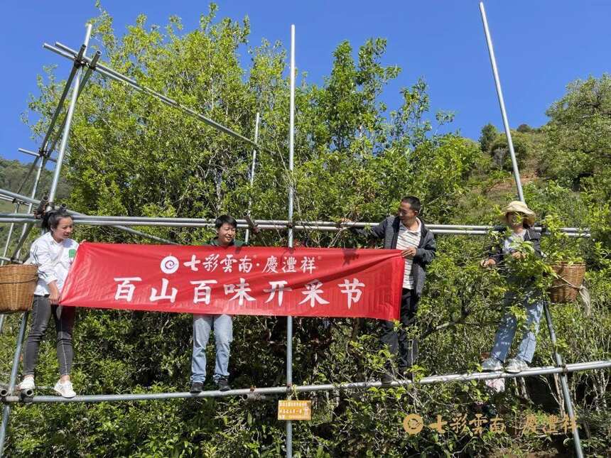 寻茶季 | 勐库大叶种茶之始祖——冰岛正山春古茶开采啦