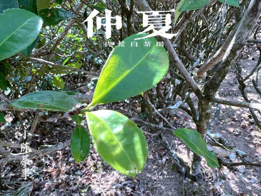 大暑后的第五天，我们顶着烈日去了太姥山，与久违的茶树来个拥抱