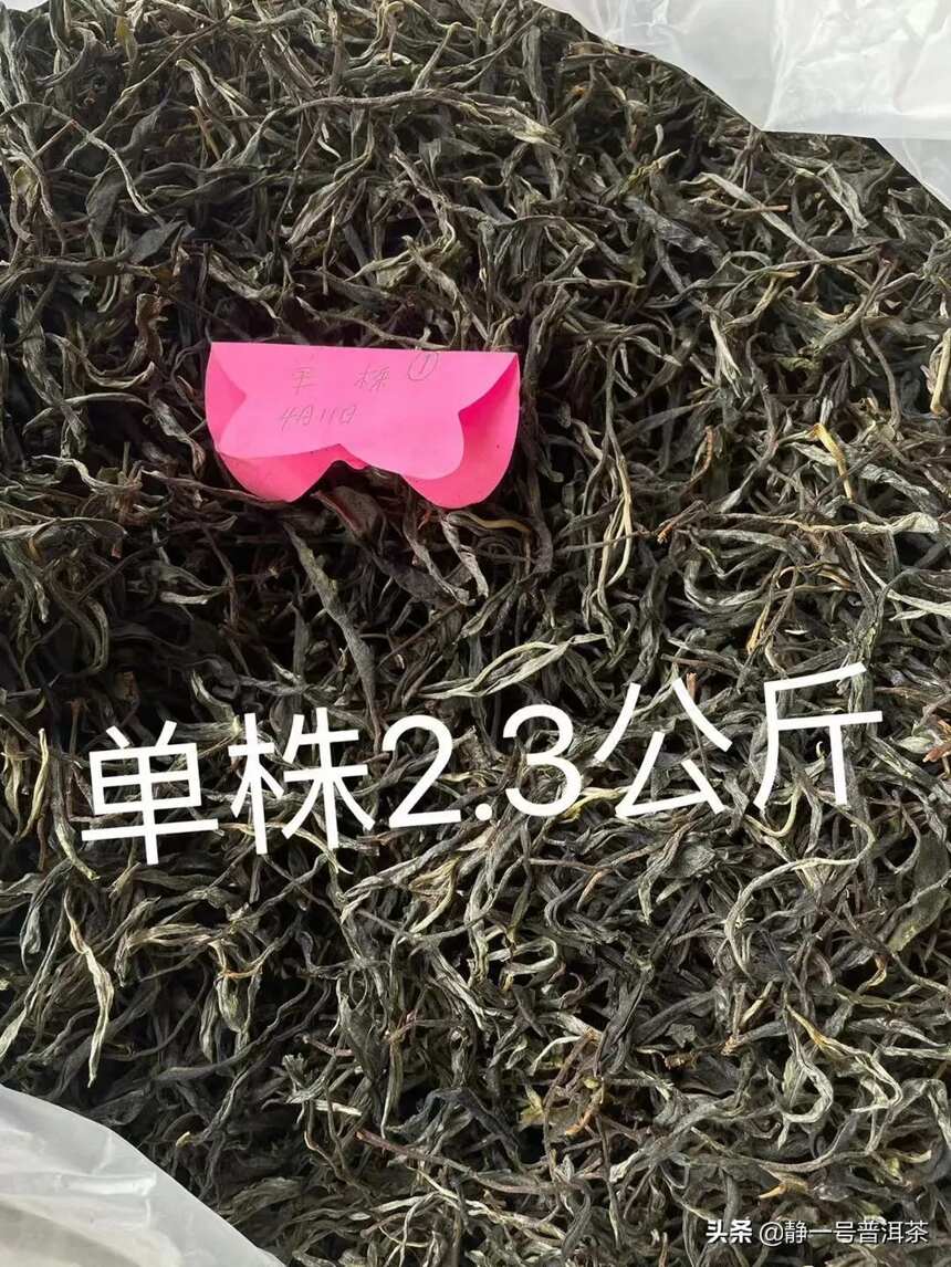 2022年邦崴单株古树茶