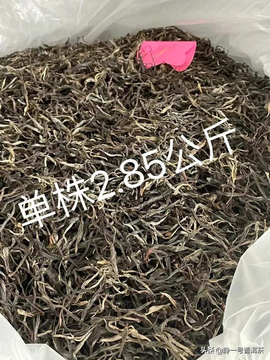 2022年邦崴单株古树茶