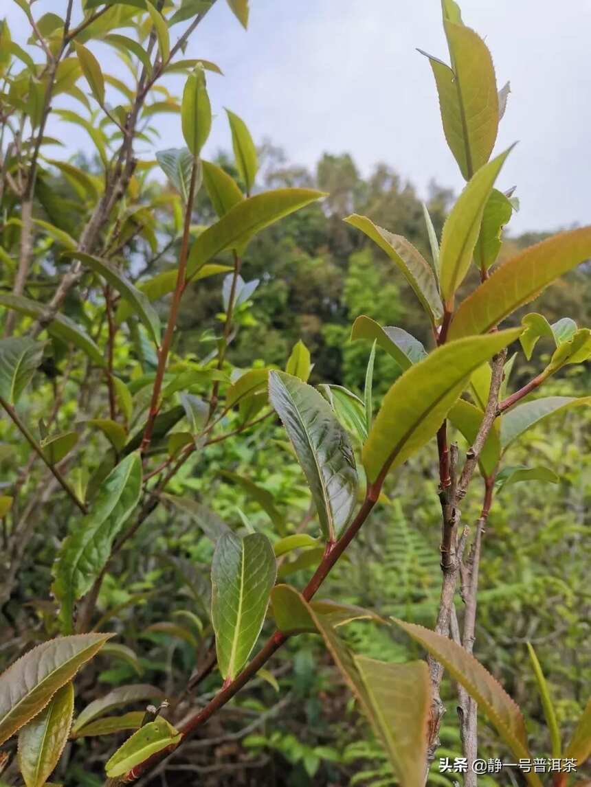 变异紫芽茶古树茶