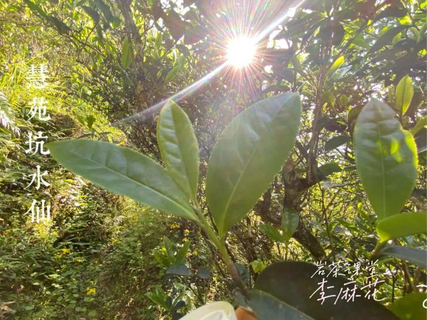 这些关于老丛水仙岩茶的评价，一个比一个离谱，别再踩坑了