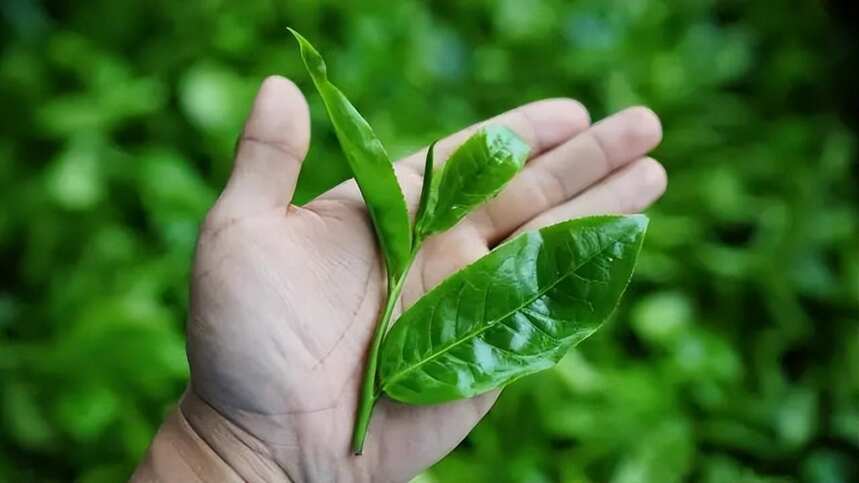 下雨天茶不香？焖着喝试试