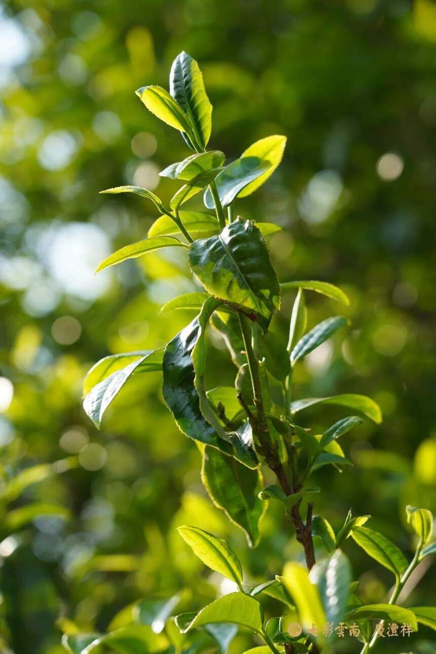 寻茶季 | 勐库大叶种茶之始祖——冰岛正山春古茶开采啦