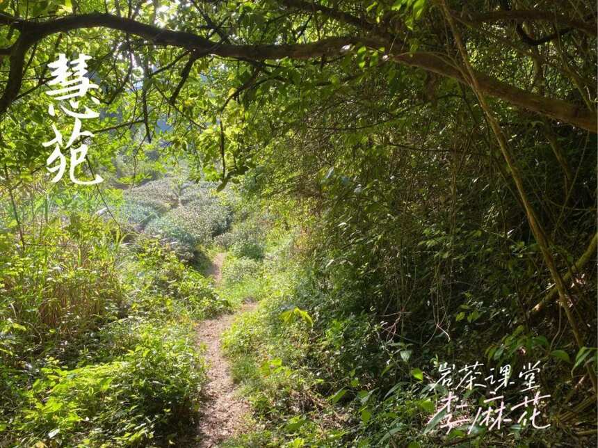 我走过最长的路，就是你的套路！水仙岩茶的树龄还可以这样增长？