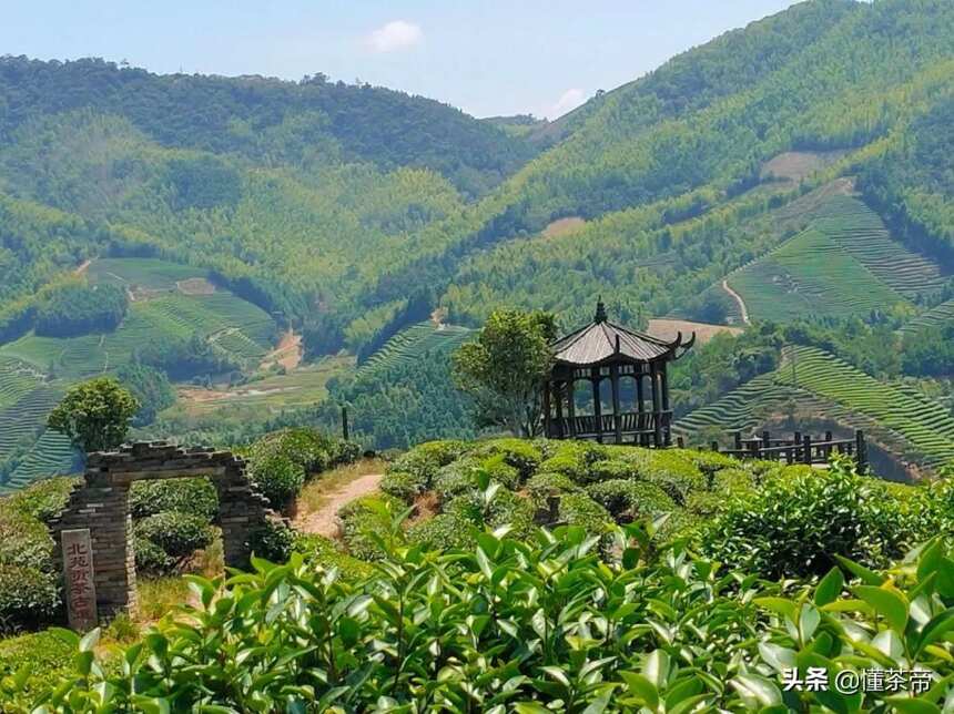 浙江、安徽、云南、贵州、福建，谁才是茶叶第一大省？