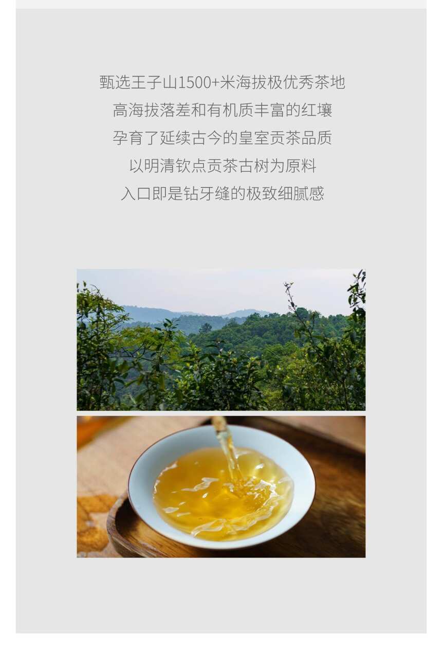 系列｜吉普号8系，普洱生茶山头之巅