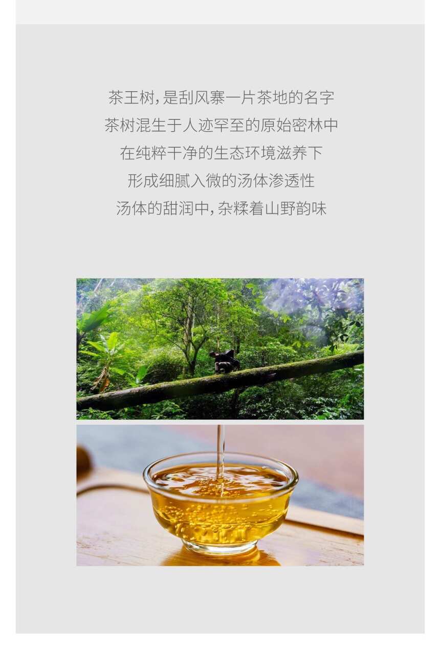 系列｜吉普号8系，普洱生茶山头之巅