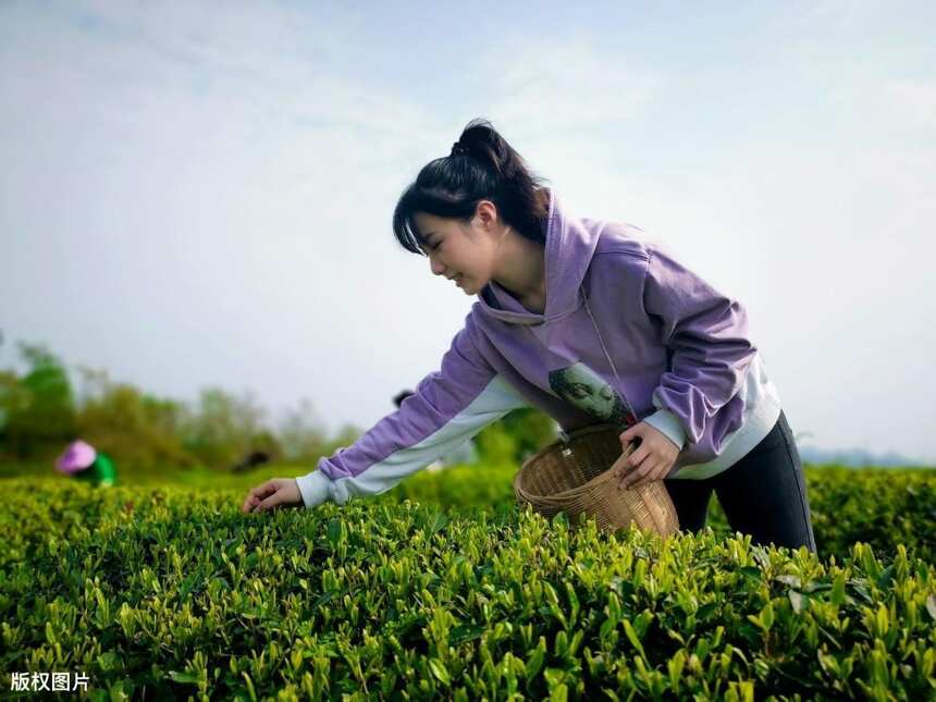 贵州都匀毛尖茶怎么样，正宗都匀毛尖多少钱一斤