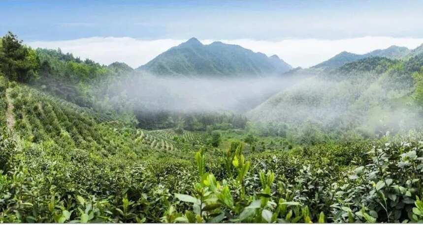 十大名茶之一，安溪铁观音茶文化系统遗产的九大价值，你知道吗？