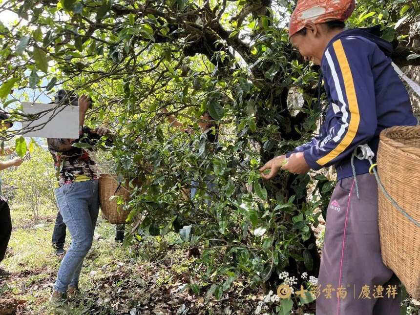 寻茶季 | 勐库大叶种茶之始祖——冰岛正山春古茶开采啦