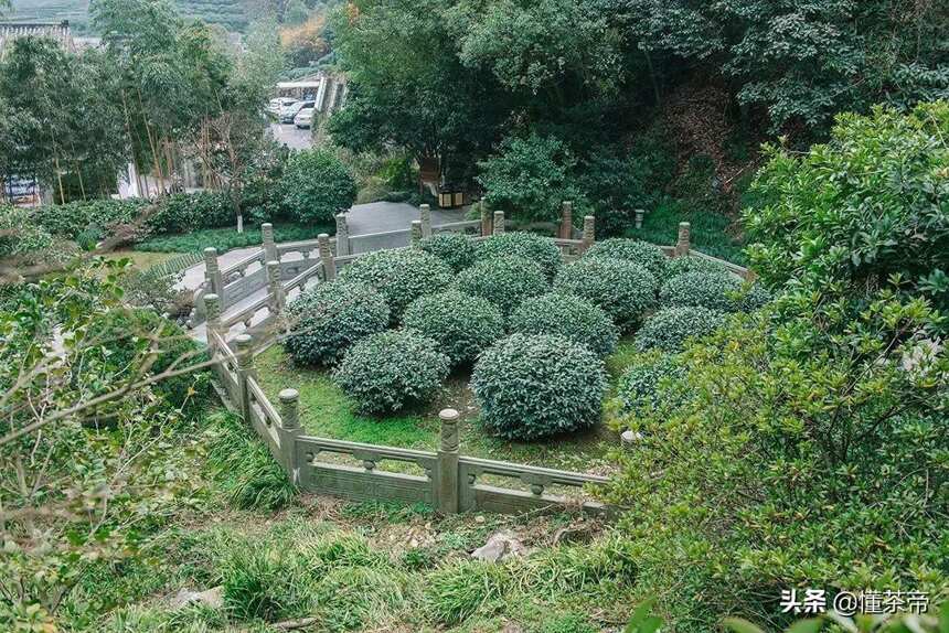 在这些茶面前，什么天价茶都是“弟弟”