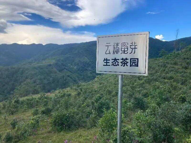 保护生物多样性 | 茶园相伴，和谐共存