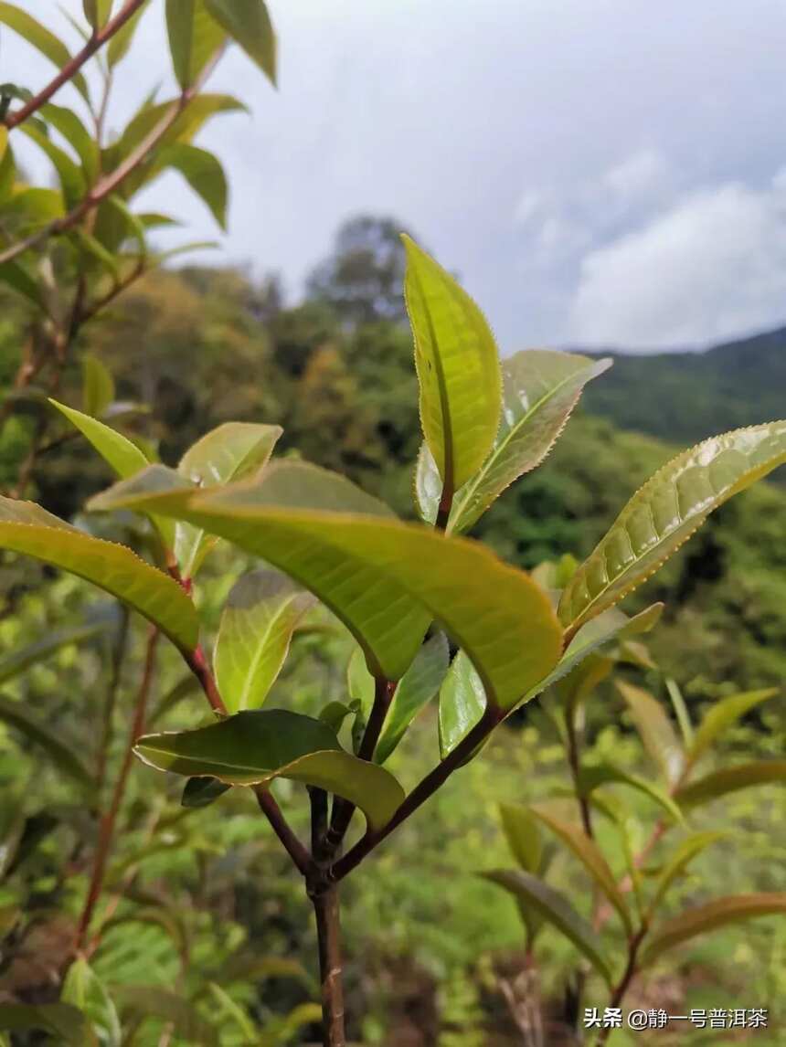 变异紫芽茶古树茶