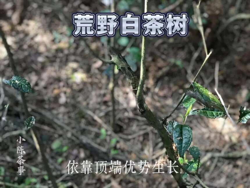 仲夏后，只采一季的太姥山抛荒白茶结籽了，与荒野白茶一样休息了