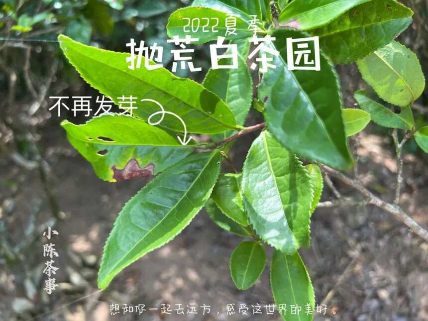 仲夏后，只采一季的太姥山抛荒白茶结籽了，与荒野白茶一样休息了