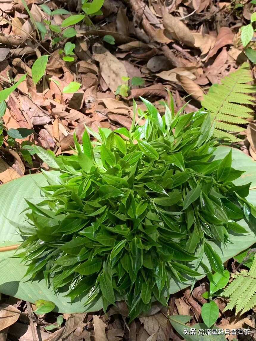 喝茶，最好的状态就是接受