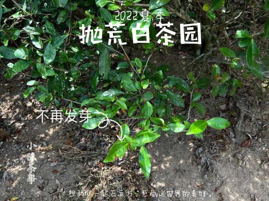 仲夏后，只采一季的太姥山抛荒白茶结籽了，与荒野白茶一样休息了