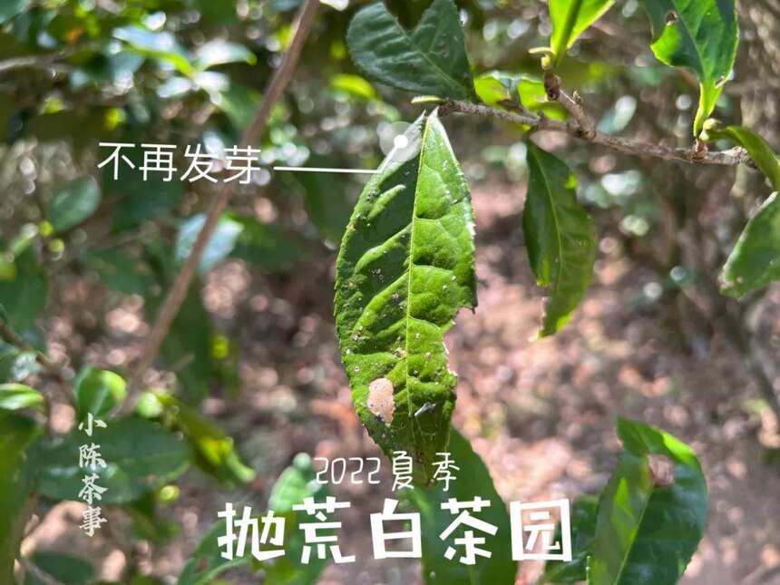 仲夏后，只采一季的太姥山抛荒白茶结籽了，与荒野白茶一样休息了