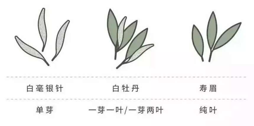 白毫银针是什么茶？