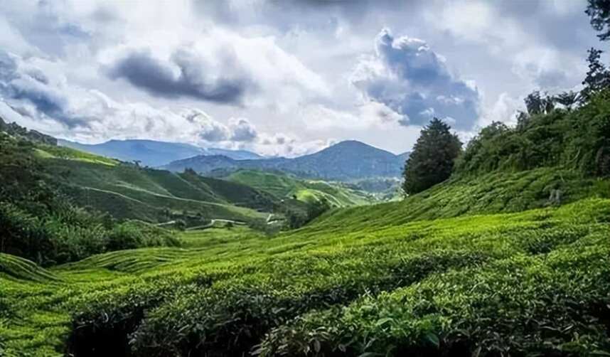 青茶 | 台湾乌龙 --- 冻顶乌龙 - 台湾两大名茶 冻着脚尖上山顶